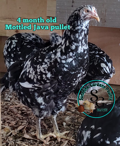 Mottled Javas - Straight run ONLY*