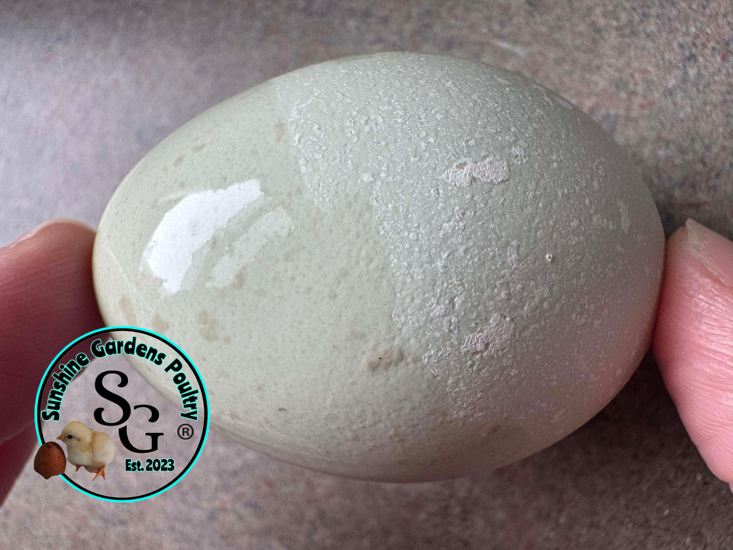 LOCAL PICK-UP Option: Christopher Lynn Rainbow Eggers (CLRE) - 12 Hatching Eggs*