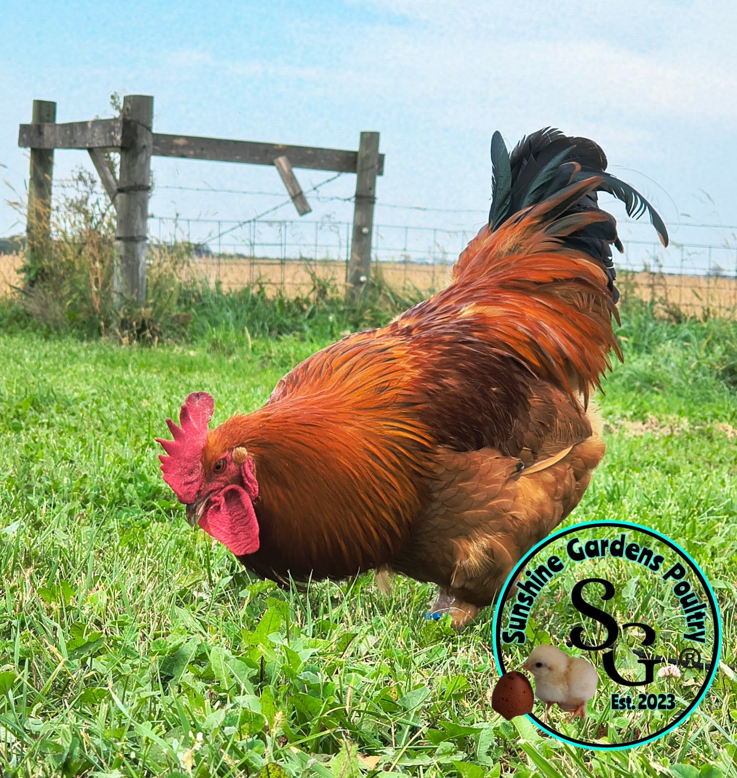 Black Tailed Red Marans (BTR): 3-6 Month Old Cockerel