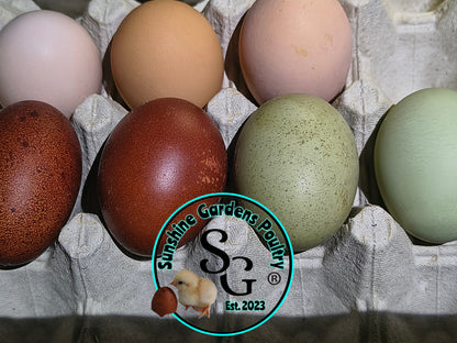 LOCAL PICK-UP Option: Rainbow Dozen - 12 Hatching Eggs*