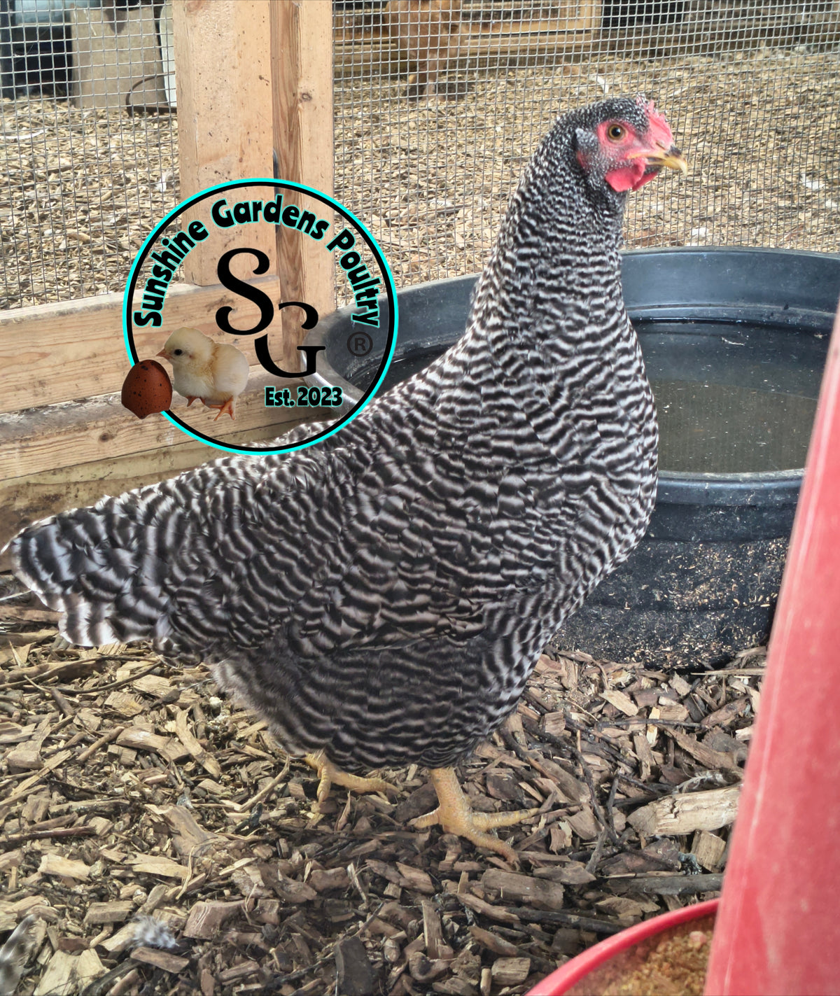Heritage Plymouth Barred Rock - Straight run ONLY