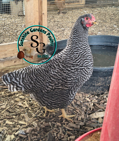 Heritage Plymouth Barred Rock - Straight run ONLY