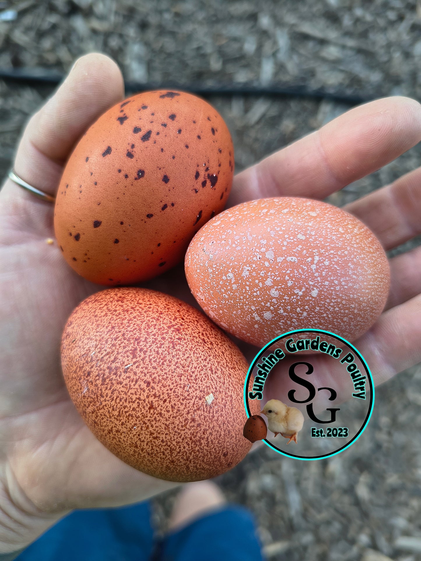 Black Tailed Red Marans (BTR): 4-6 Month Old Pullet