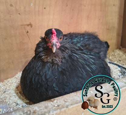 LOCAL PICK-UP Option: Christopher Lynn Rainbow Eggers (CLRE) - 12 Hatching Eggs*