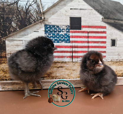 Shipping included: Lane Rae F1 Olive Eggers (LROE) - 12 Hatching Eggs*