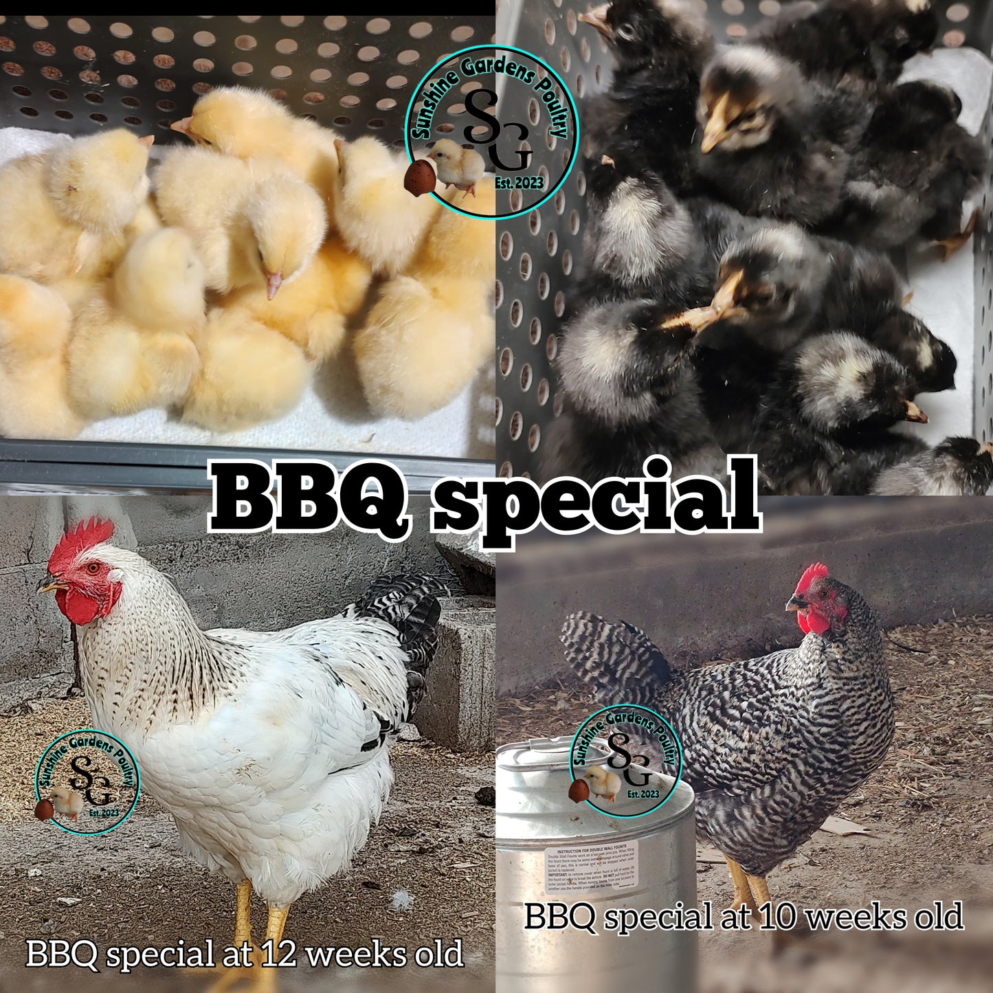 BBQ Special - Males ONLY