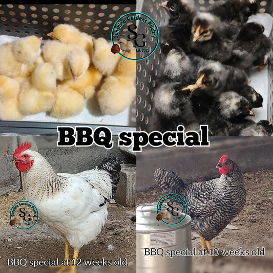 BBQ Special - Males ONLY