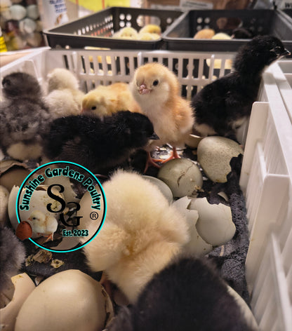 LOCAL PICK-UP Option: Christopher Lynn Rainbow Eggers (CLRE) - 12 Hatching Eggs*