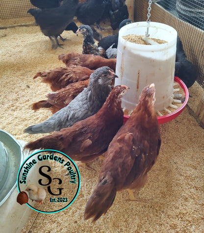 Red Sexlink: Pullet 6-8 weeks old