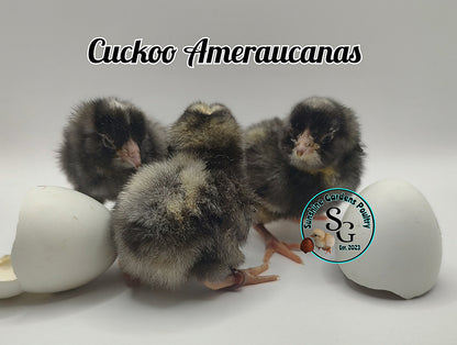 Cuckoo Ameraucanas - Straight run ONLY