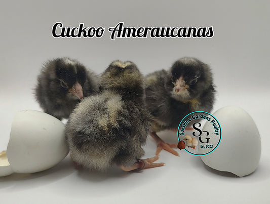Cuckoo Ameraucanas - Straight run ONLY