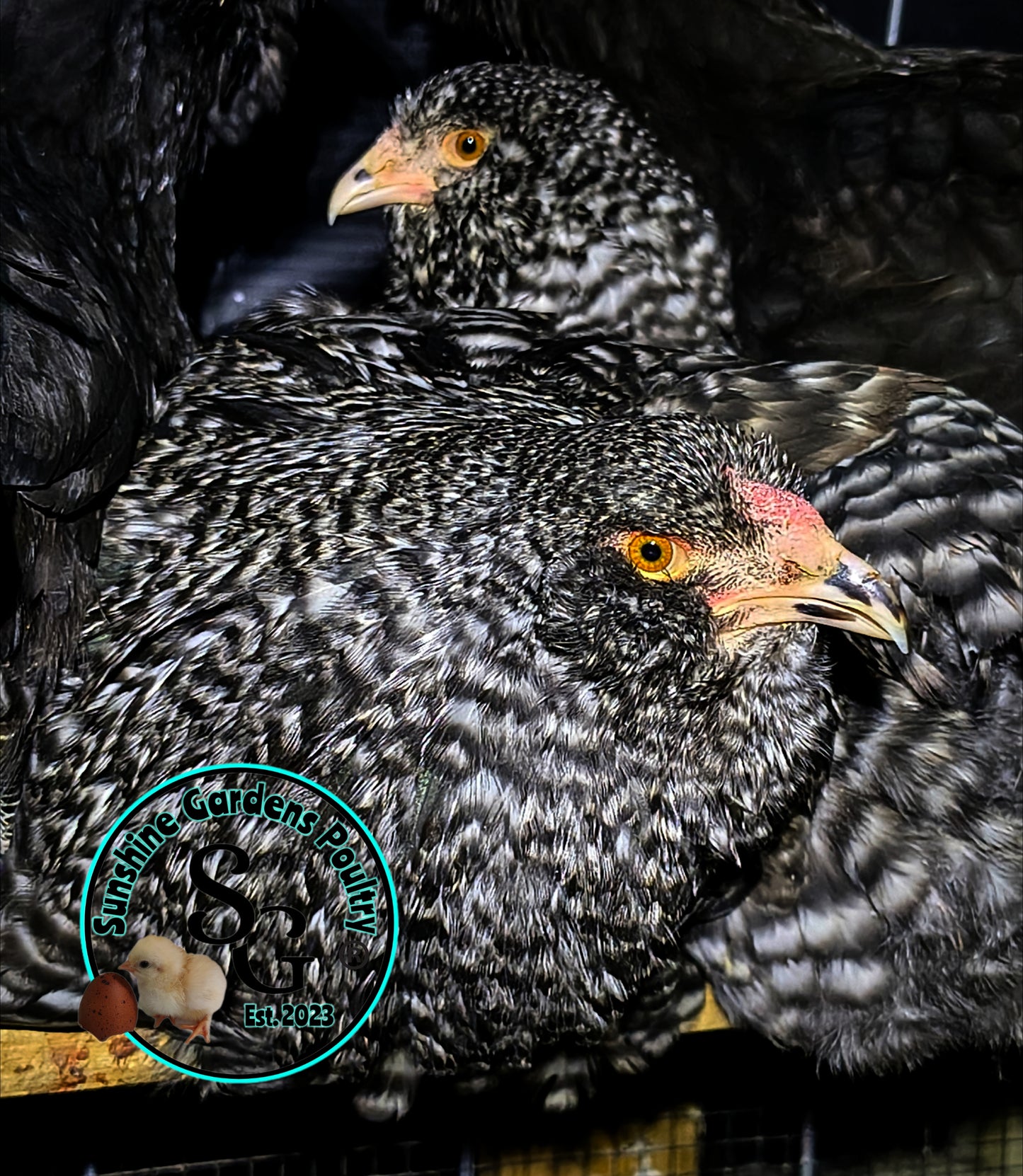 Cuckoo Ameraucanas - Straight run ONLY