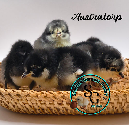 Australorp: Straight run ONLY
