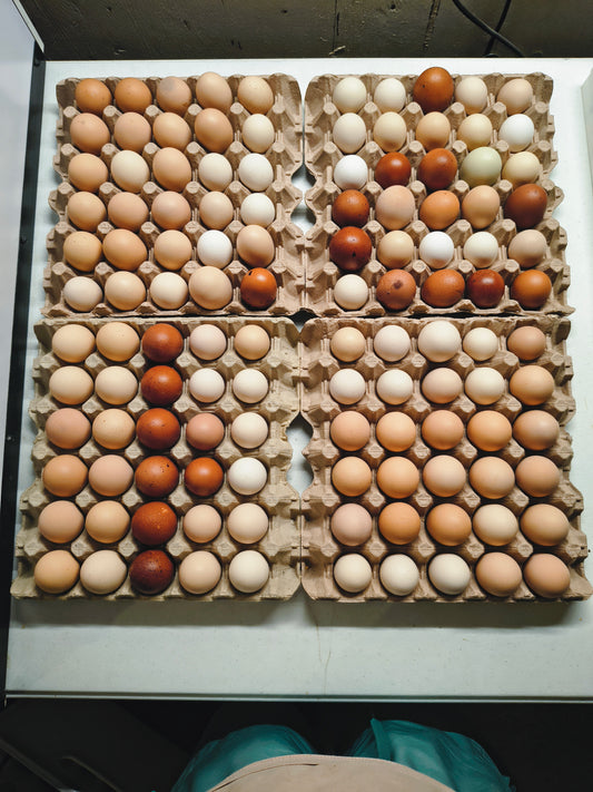 Eating eggs