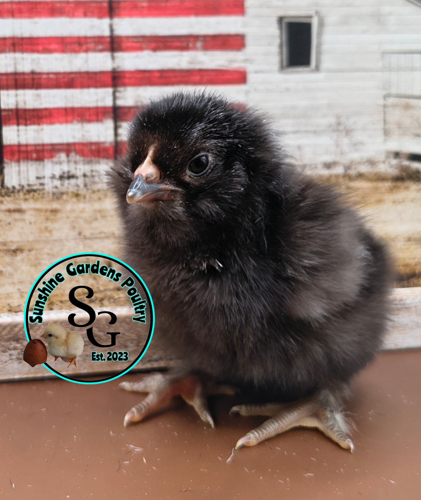 Shipping included: Lane Rae F1 Olive Eggers (LROE) - 12 Hatching Eggs*
