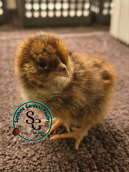 LOCAL PICK-UP Option: Christopher Lynn Rainbow Eggers (CLRE) - 12 Hatching Eggs*