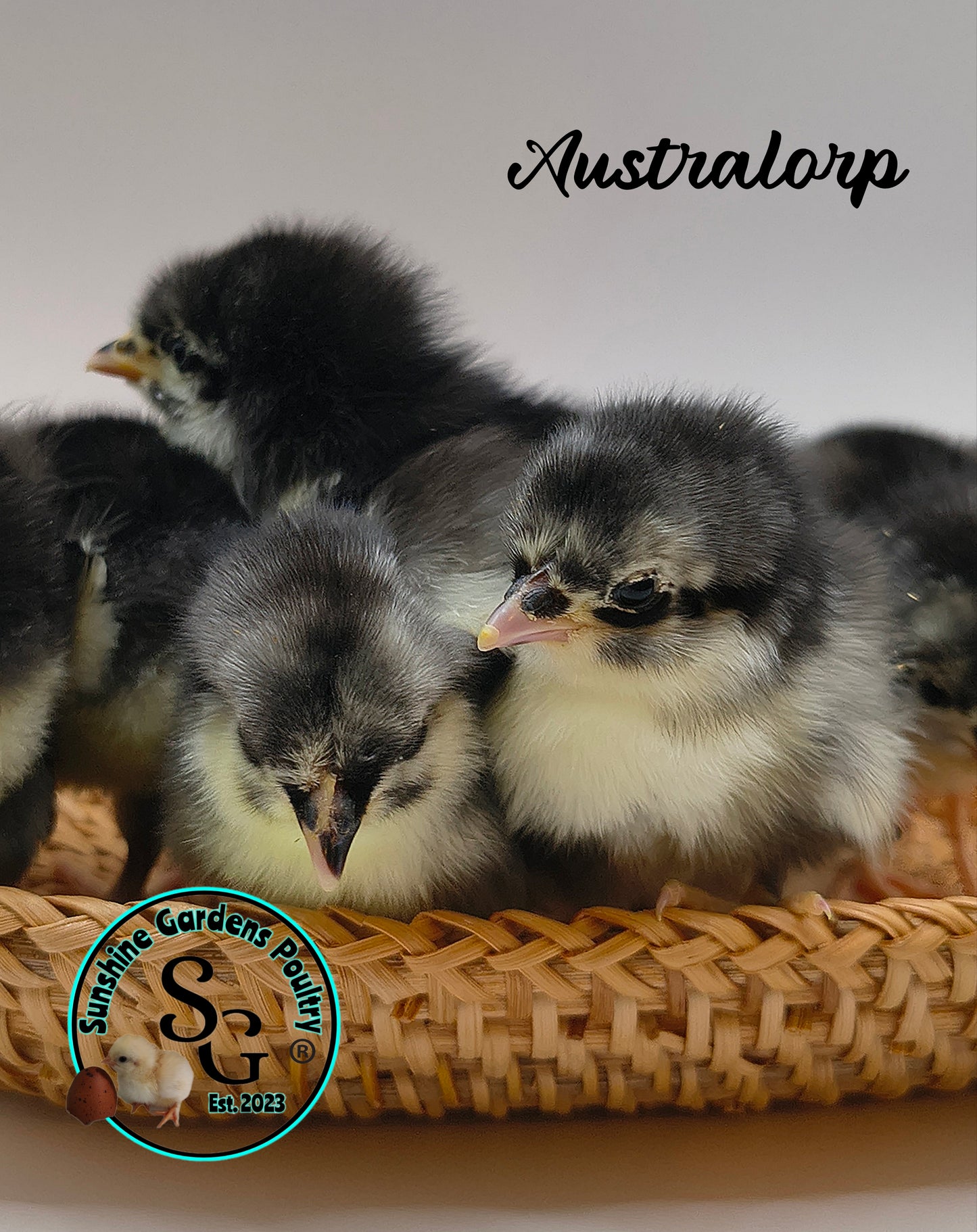 Australorp: Straight run ONLY