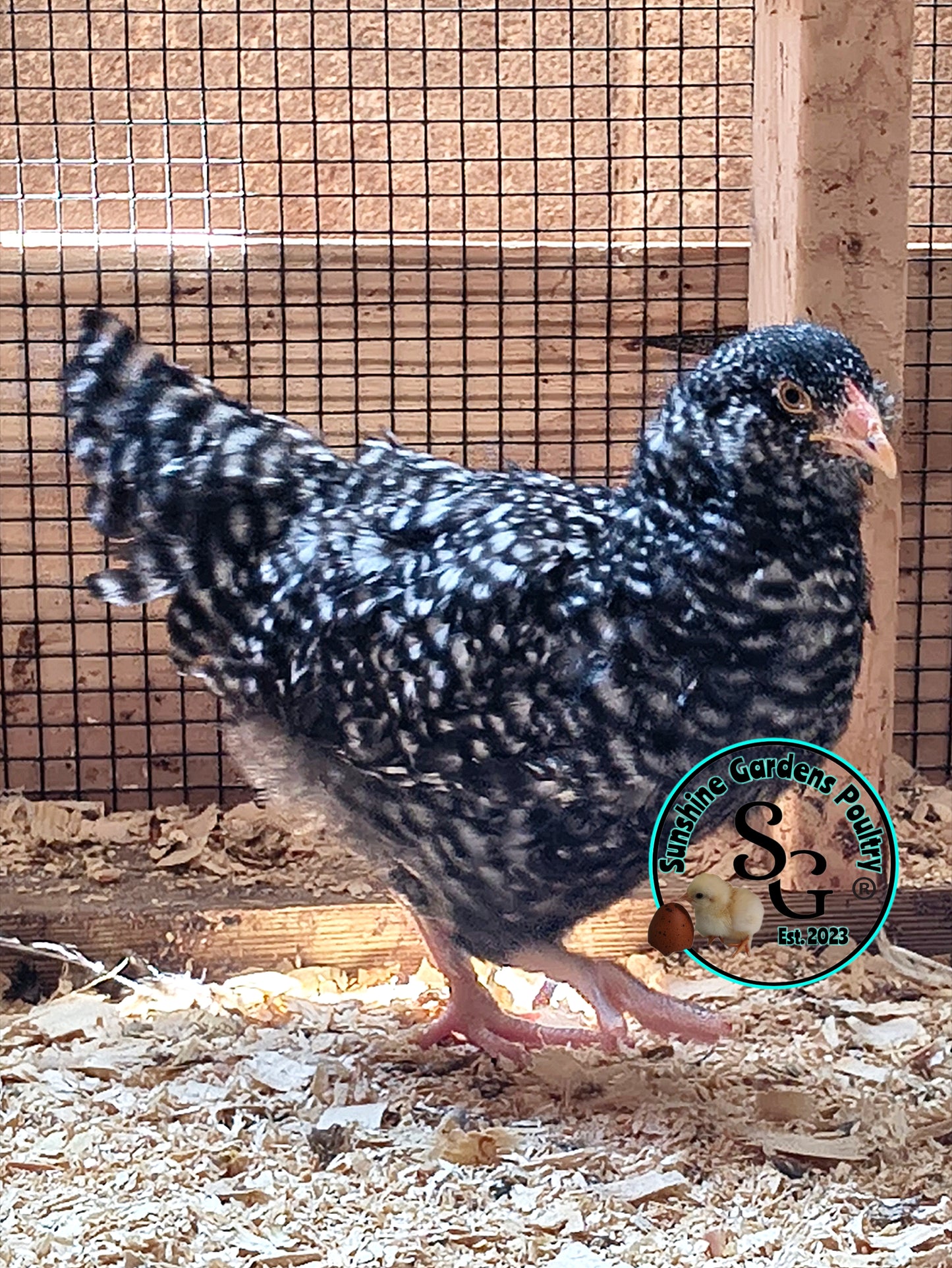 Cuckoo Ameraucanas - Straight run ONLY