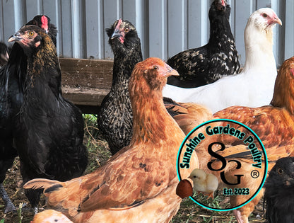 LOCAL PICK-UP Option: Christopher Lynn Rainbow Eggers (CLRE) - 12 Hatching Eggs*
