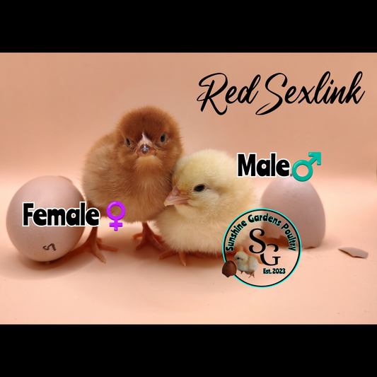 Red Sexlink - Guaranteed Females