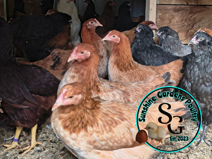 Breeder's Choice Pullets: 3-4 Month Olds