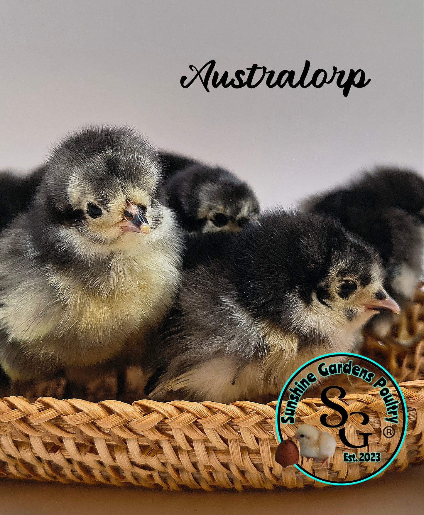 Australorp: Straight run ONLY