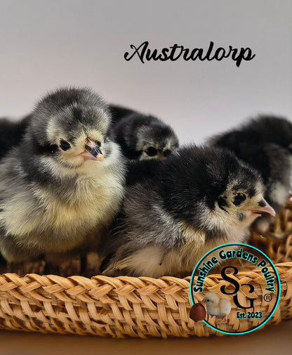 Australorp: Straight run ONLY