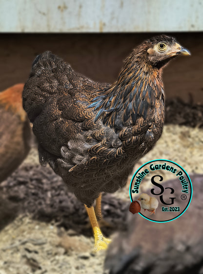 Partridge Chantecler - Straight run ONLY