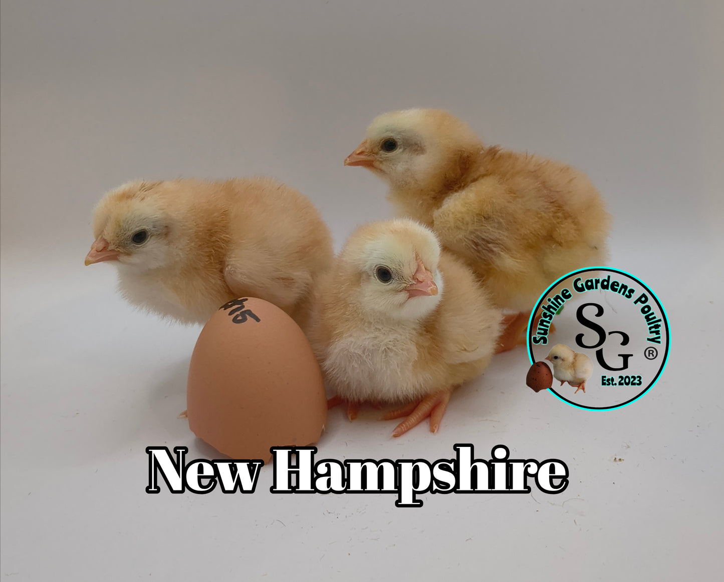 New Hampshire - Straight run ONLY