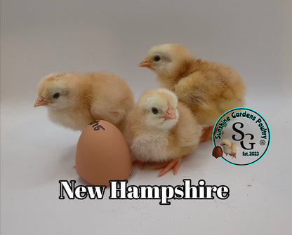 New Hampshire - Straight run ONLY