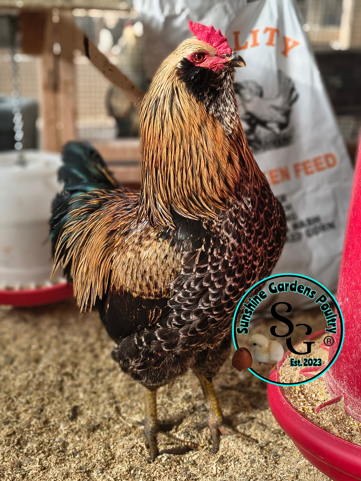 Rainbow Layers: 3-4 Month Old Pullet