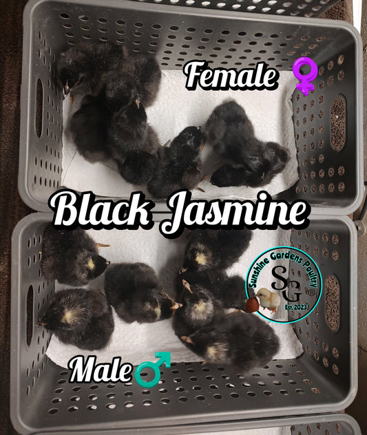Black Jasmine - Guaranteed FEMALE Chicks
