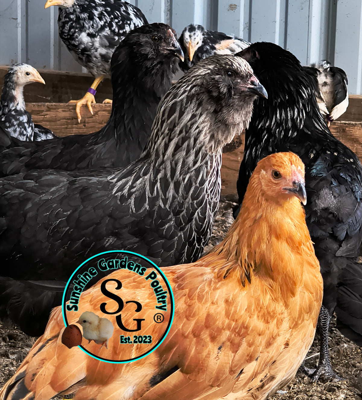 LOCAL PICK-UP Option: Christopher Lynn Rainbow Eggers (CLRE) - 12 Hatching Eggs*