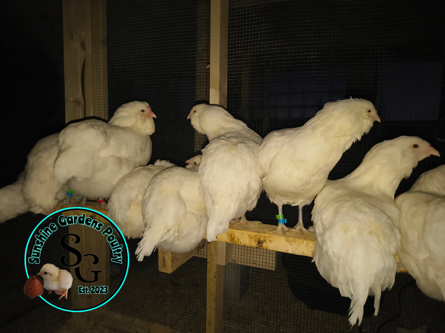 White Ameraucanas - Straight Run ONLY