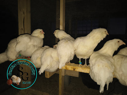 White Ameraucanas - Straight Run ONLY