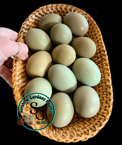 Rainbow Layers: 4-6 Month Old Pullet