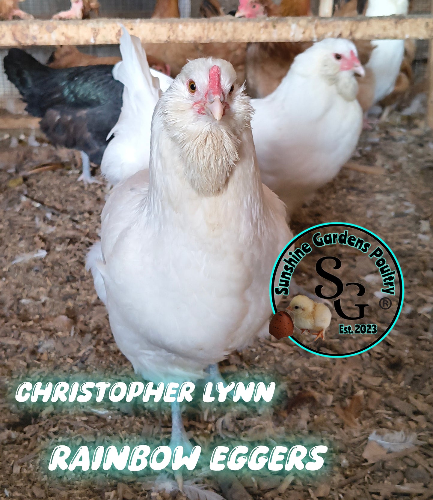 LOCAL PICK-UP Option: Christopher Lynn Rainbow Eggers (CLRE) - 12 Hatching Eggs*
