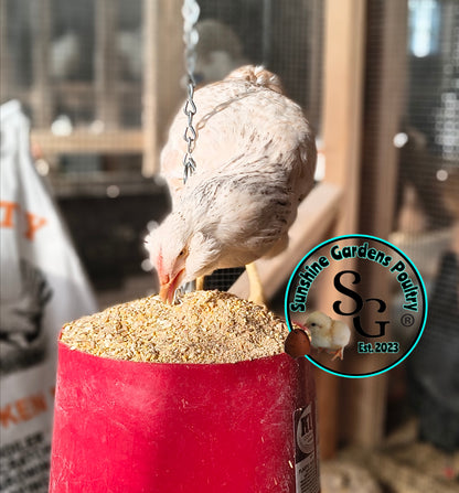 LOCAL PICK-UP Option: Christopher Lynn Rainbow Eggers (CLRE) - 12 Hatching Eggs*