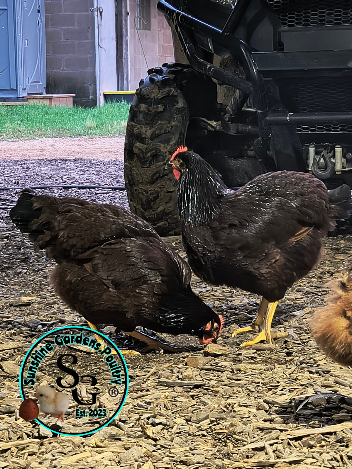 Heritage Rhode Island Red: Pullet 6-8 Weeks old