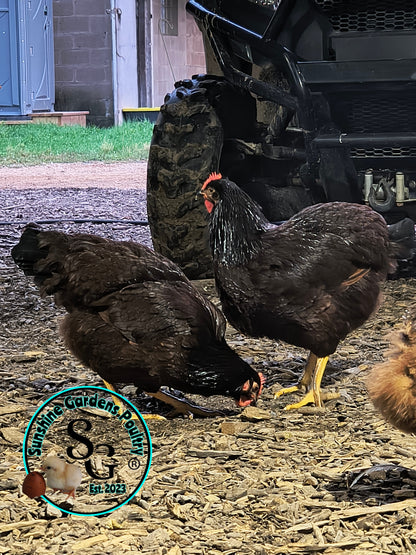 Heritage Rhode Island Red: Pullet 6-8 Weeks old
