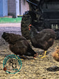 Heritage Rhode Island Red: Pullet 3-4 Months old