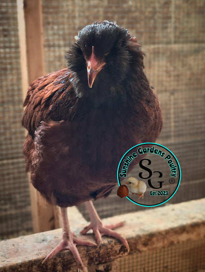 Rainbow Layers: 3-4 Month Old Pullet