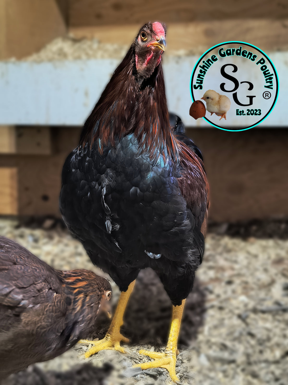 Partridge Chantecler - Straight run ONLY