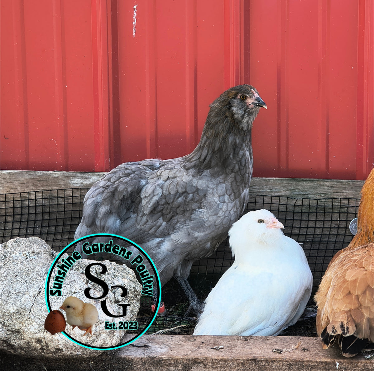 LOCAL PICK-UP Option: Christopher Lynn Rainbow Eggers (CLRE) - 12 Hatching Eggs*
