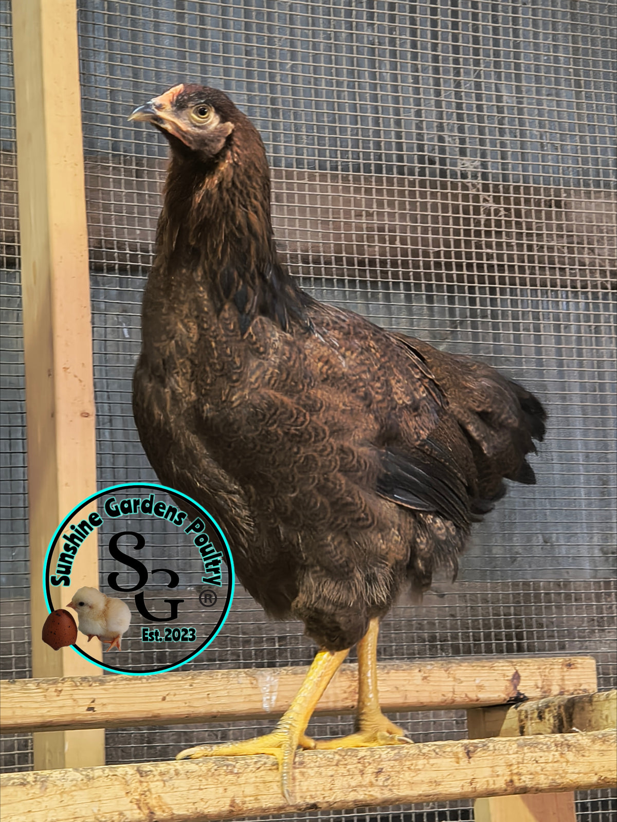 Partridge Chantecler - Straight run ONLY
