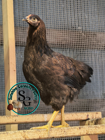 Partridge Chantecler - Straight run ONLY