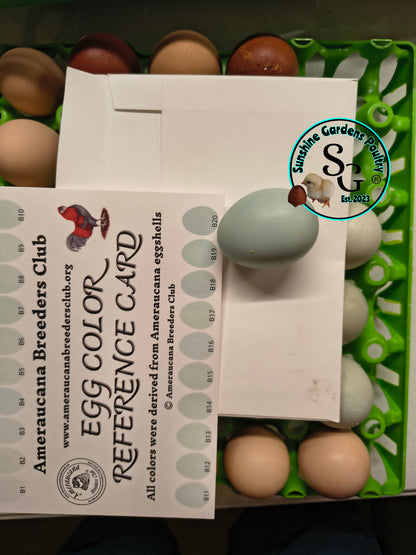 Rainbow Layers: 4-6 Month Old Pullet