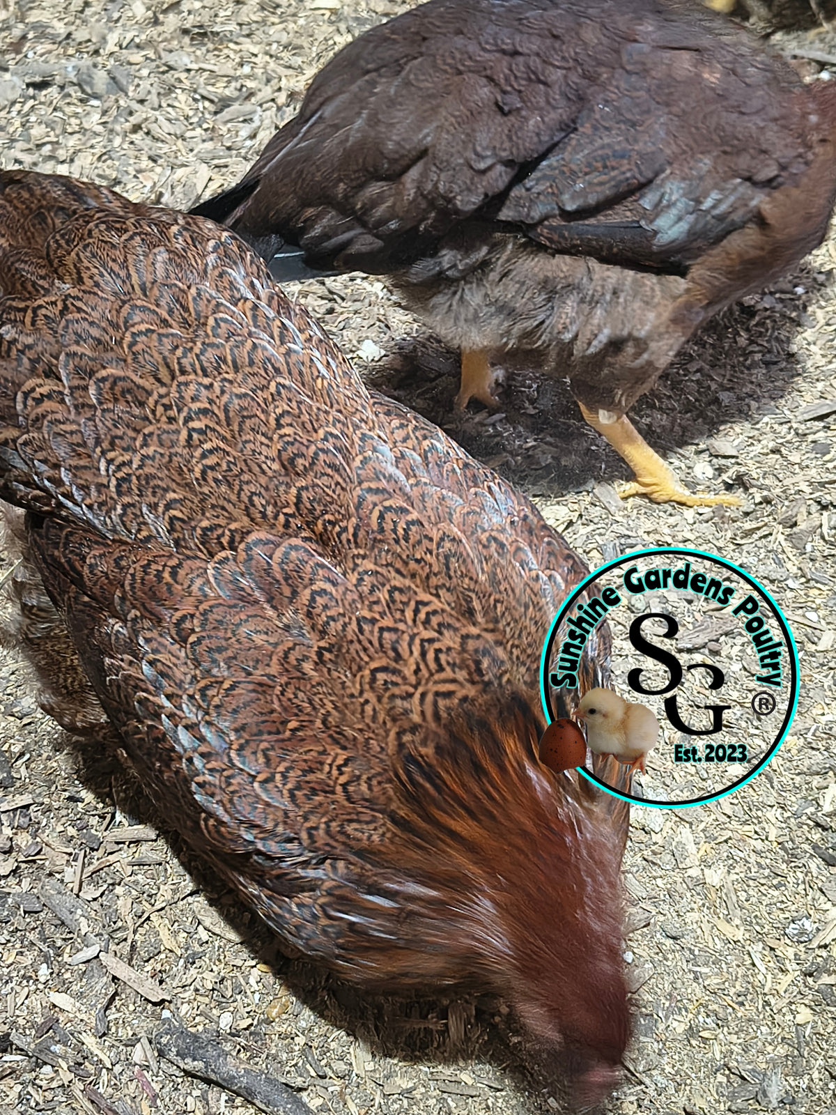 Partridge Chantecler - Straight run ONLY