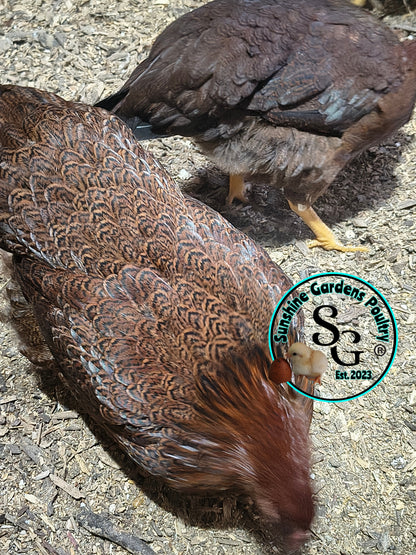 Partridge Chantecler - Straight run ONLY