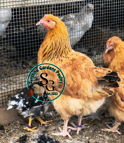 LOCAL PICK-UP Option: Christopher Lynn Rainbow Eggers (CLRE) - 6 Hatching Eggs*